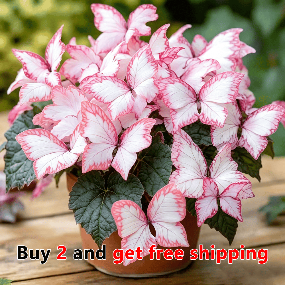 🌸 Moonlight Butterfly Flower Seeds (100 capsules)