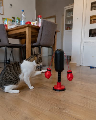 🐈🥊Mini Cat Punching Bag