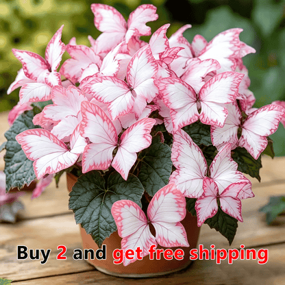 🌸 Moonlight Butterfly Flower Seeds (100 capsules)