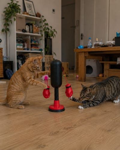 🐈🥊Mini Cat Punching Bag