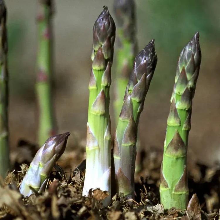 🔥Hot Save🔥-Four Seasons Asparagus Mary Washington Seeds